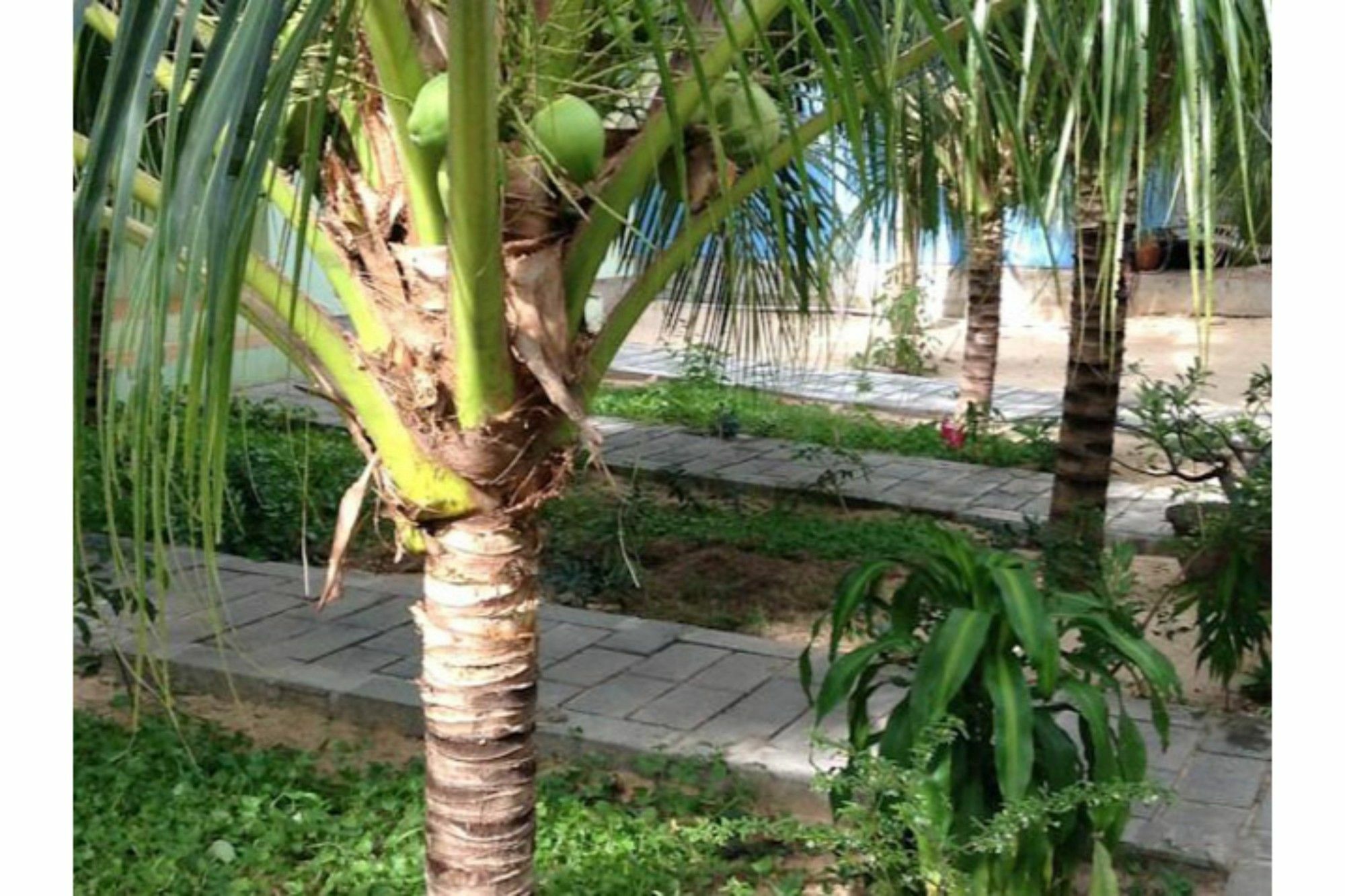 Cocosand Hotel Phan Thiet Exterior foto